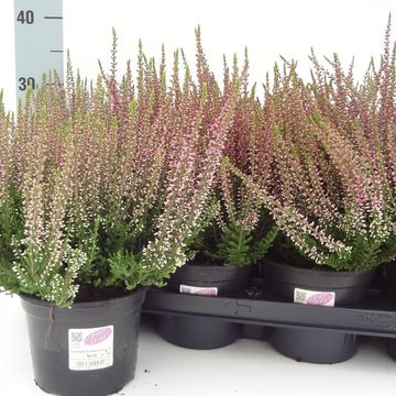 Calluna vulgaris GARDEN GIRLS ROSITA