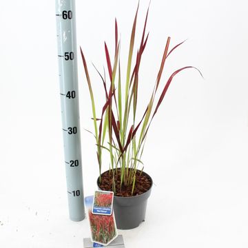 Imperata cylindrica 'Red Baron'