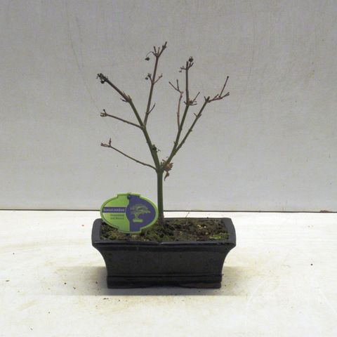 Acer palmatum 'Оранж Дрим'