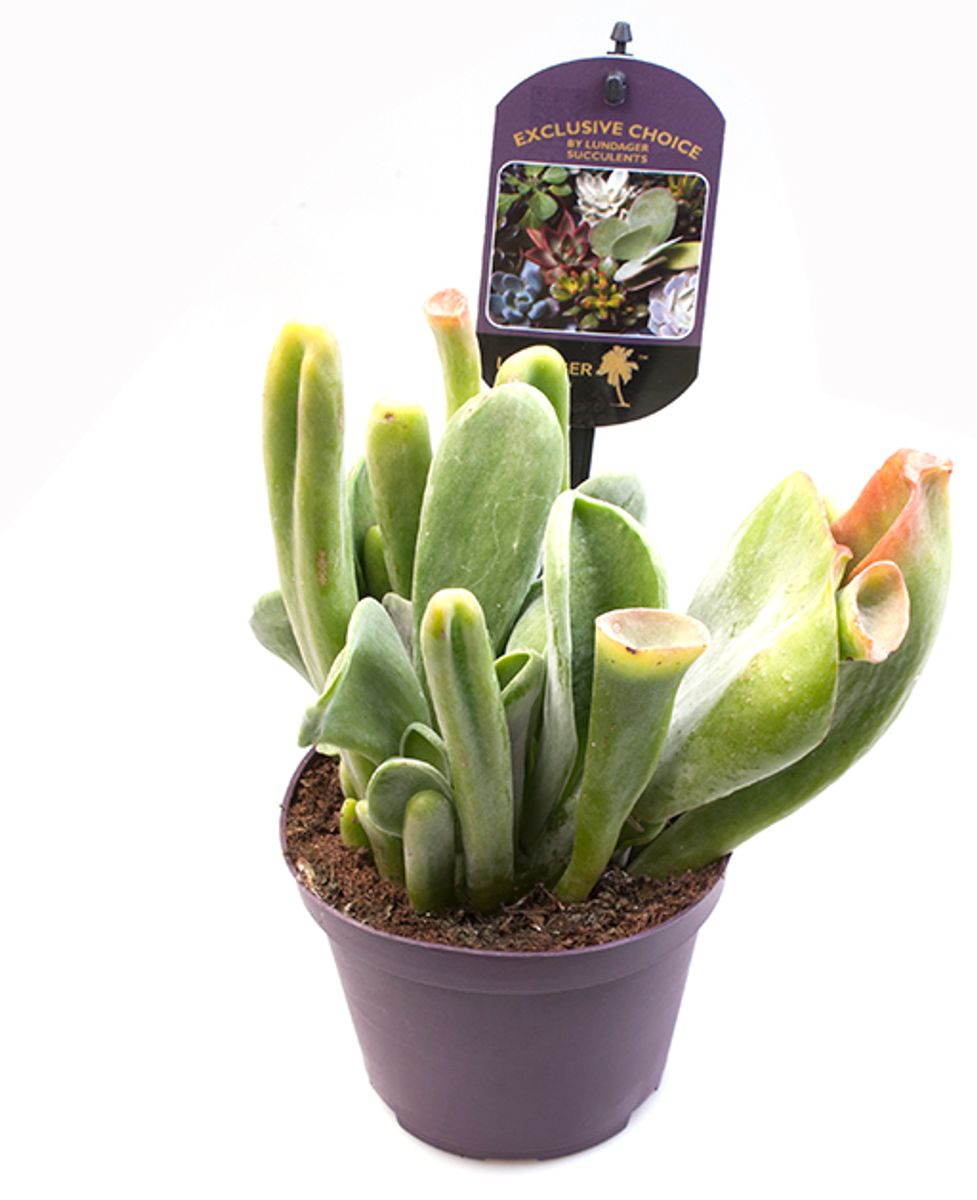 Kalanchoe luciae LADY FINGER — Plant Wholesale FlorAccess