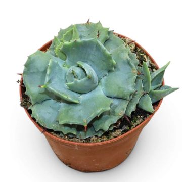 Agave potatorum 'Compacta'