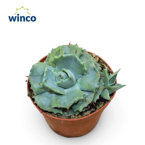 Agave potatorum 'Compacta'