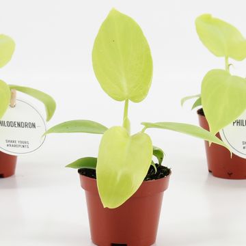 Philodendron 'Golden Violin'