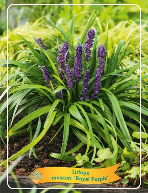 Liriope muscari 'Royal Purple'
