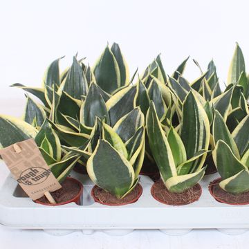 Sansevieria 'Golden Hahnii Black'