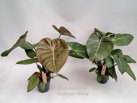 Philodendron 'Summer Glory'