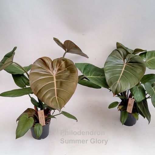 Philodendron 'Summer Glory'