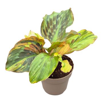 Kaempferia pulchra 'Variegata'