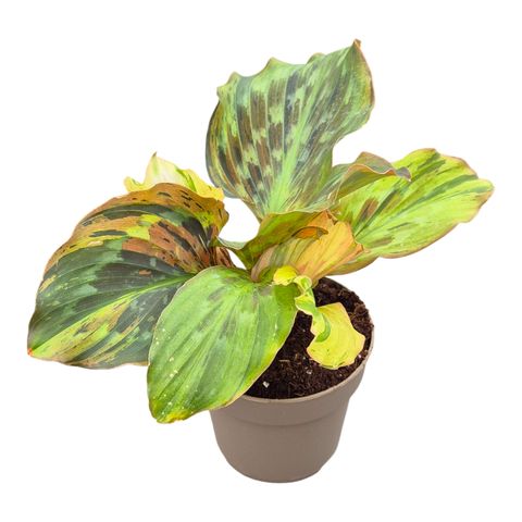 Kaempferia pulchra 'Variegata'