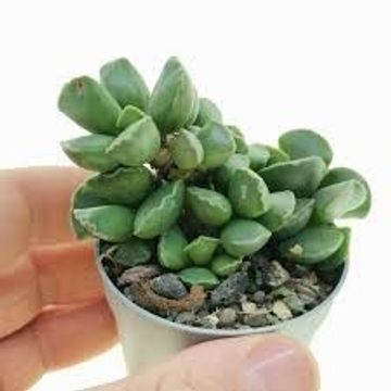 Adromischus cristatus