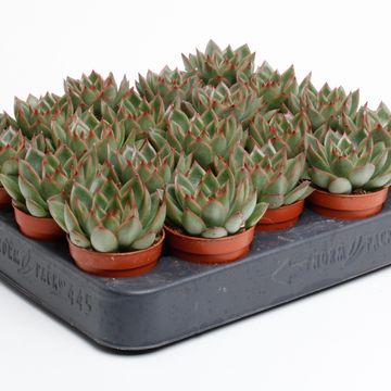 Echeveria agavoides
