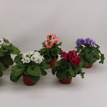 Primula obconica SWEET KISSES MIX