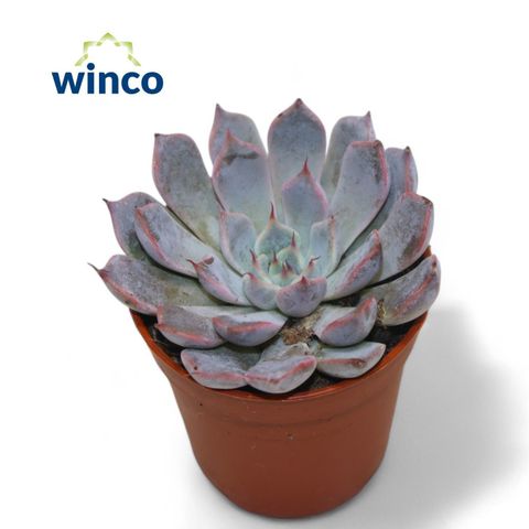 Echeveria rosea