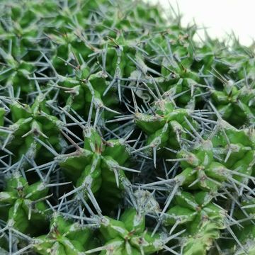 Euphorbia mitriformis