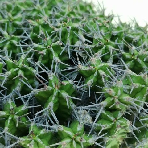 Euphorbia mitriformis