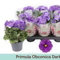 Primula obconica TOUCH ME DARK BLUE