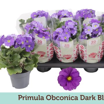 Primula obconica TOUCH ME DARK BLUE