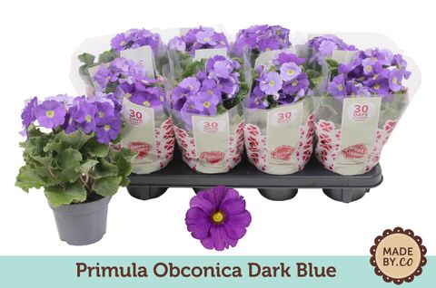 Primula obconica TOUCH ME DARK BLUE