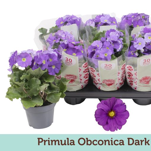 Primula obconica TOUCH ME DARK BLUE