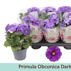 Primula obconica TOUCH ME DARK BLUE