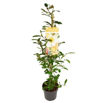 Magnolia laevifolia VANILLA PEARLS