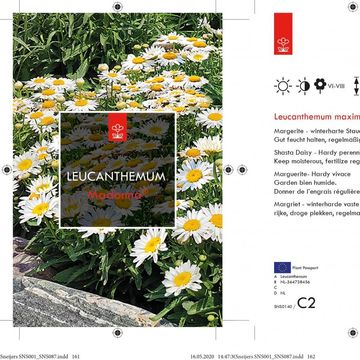 Leucanthemum 'Madonna'