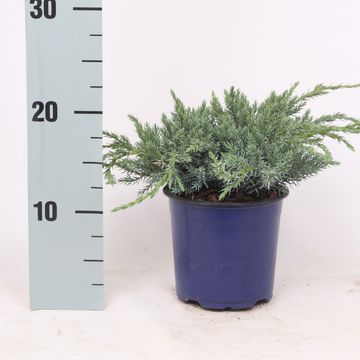 Juniperus squamata 'Blue Carpet'