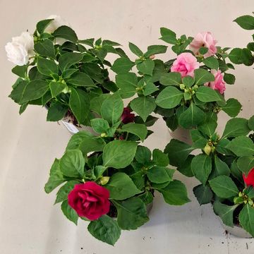 Impatiens FIESTA OLE MIX