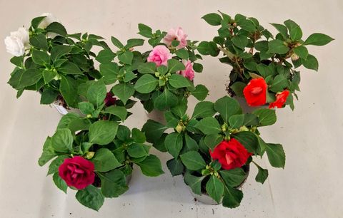 Impatiens FIESTA OLE MIX