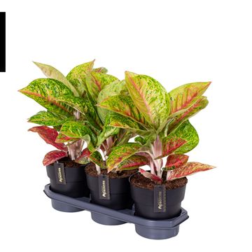 Aglaonema 'Grand Poppy'