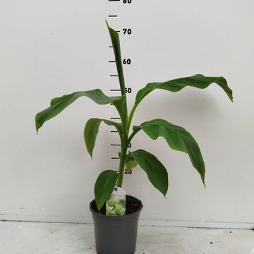 Musa basjoo