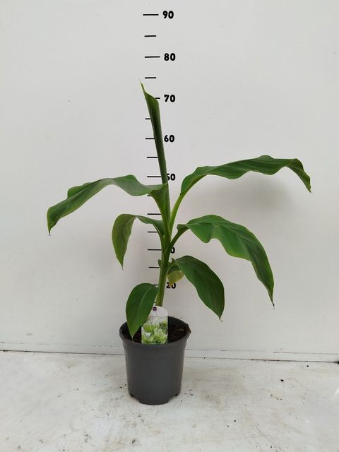 Musa basjoo