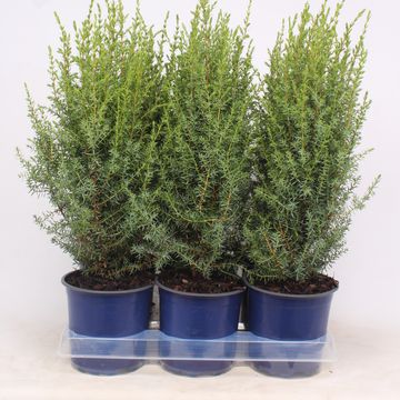 Juniperus communis 'Arnold'
