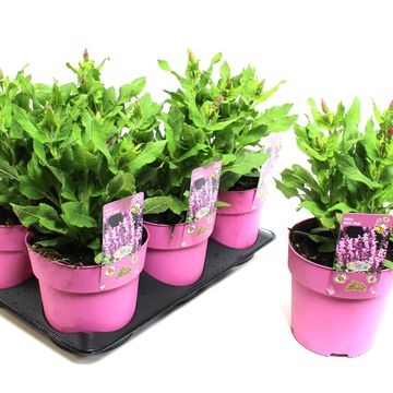 Salvia nemorosa 'Apex Pink'