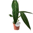 Anthurium warocqueanum