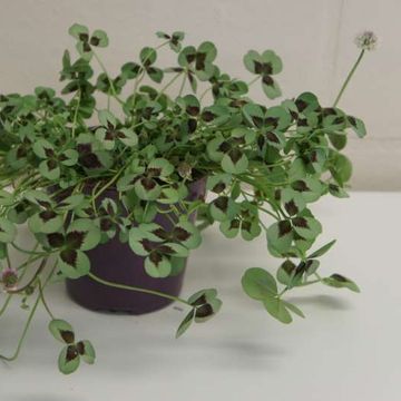 Trifolium repens MIX