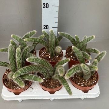 Hildewintera colademononis