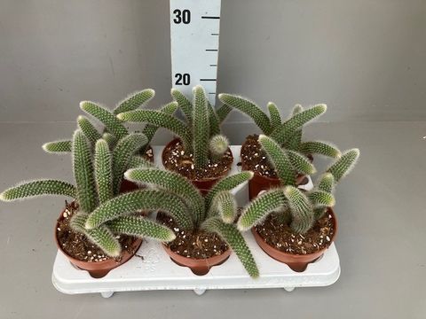 Hildewintera colademononis