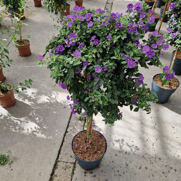 Solanum rantonnetii