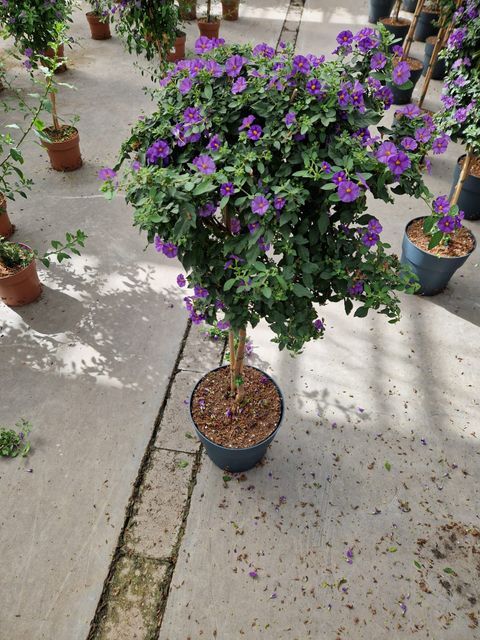 Solanum rantonnetii
