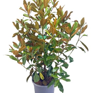 Magnolia grandiflora 'Литл Джем'