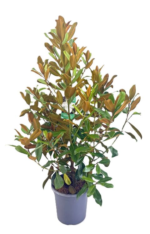 Magnolia grandiflora 'Little Gem'