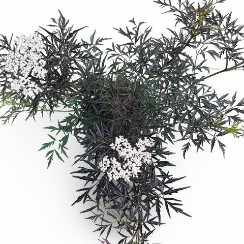 Sambucus nigra BLACK LACE