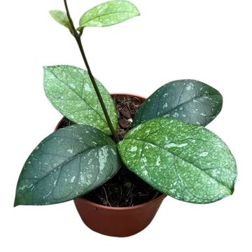 Hoya 'Crassipetiolata Splash'