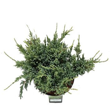 Juniperus squamata 'Holger'