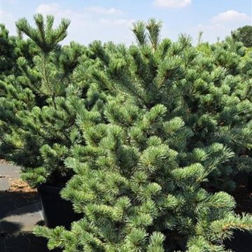 Pinus parviflora 'Negishi'
