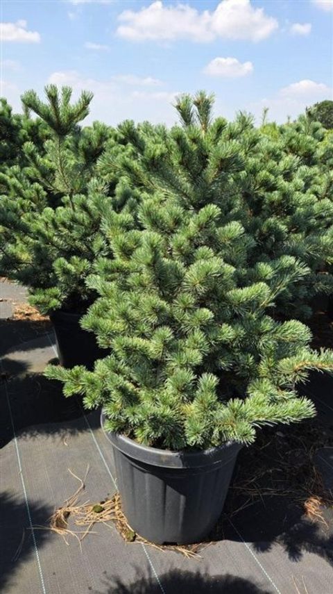 Pinus parviflora 'Negishi'