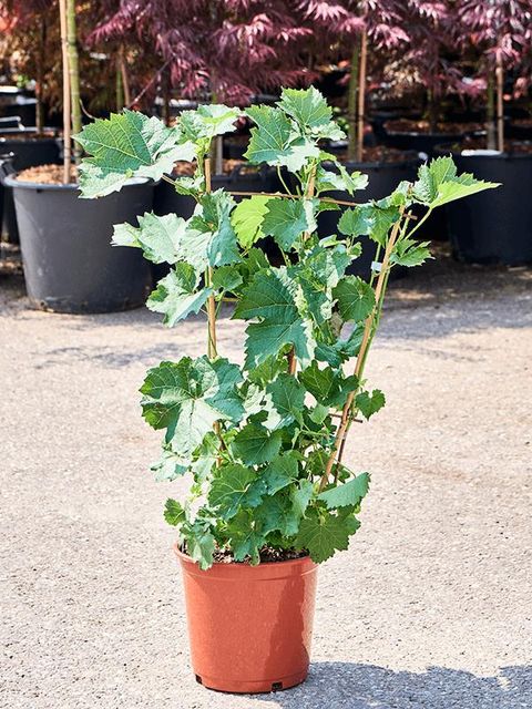 Vitis vinifera