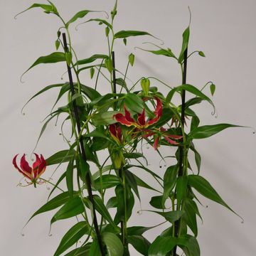 Gloriosa rothschildiana