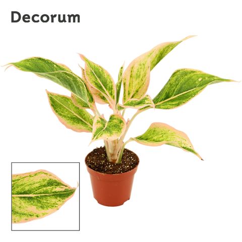 Aglaonema 'Lipstick'